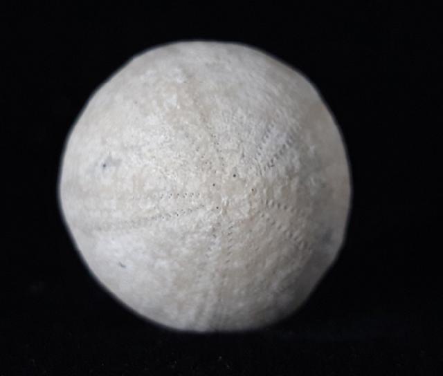 Galerites vulgaris (LESKE 1776) - Bild © FossNet FossilienStore